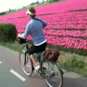 Spring tulips bike tour video